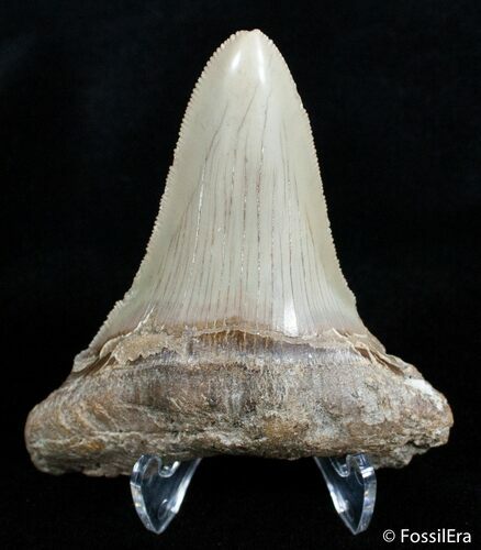 Inch Carcharocles Angustiden Tooth - Pre Megalodon #2900